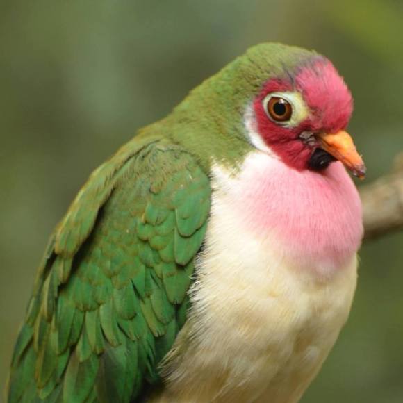 Meet your Posher, Robin - Picture 1 of 1